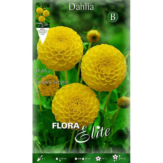 Gul dahliablomma Pom Pom