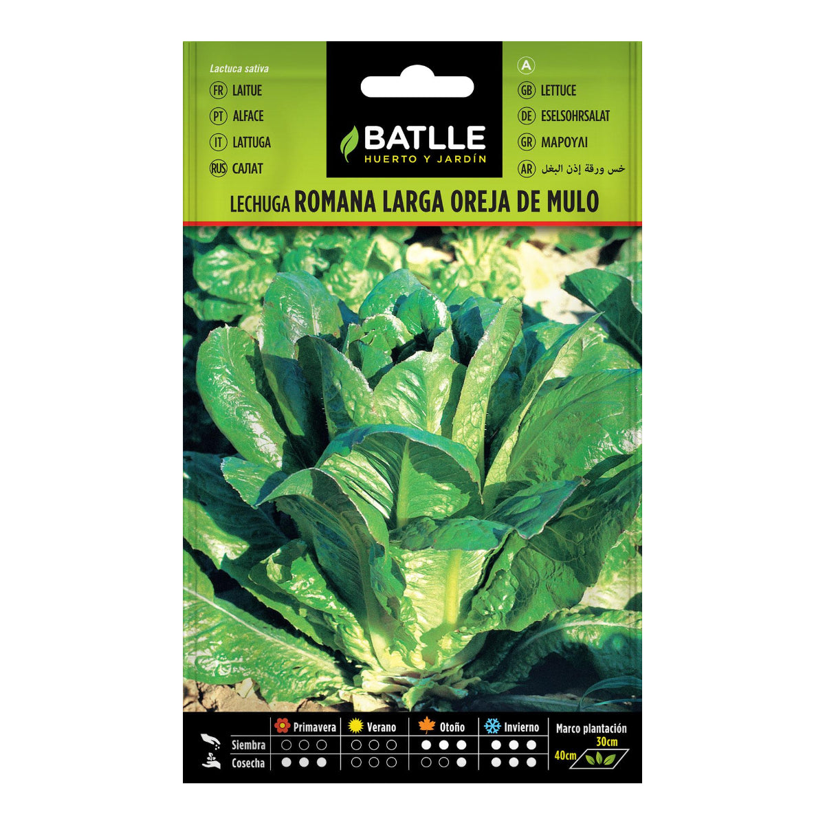 Nasiona sałaty długiej Oreja de Mulo