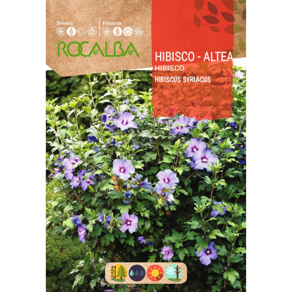 Semi di ibisco Hibiscus syriacus