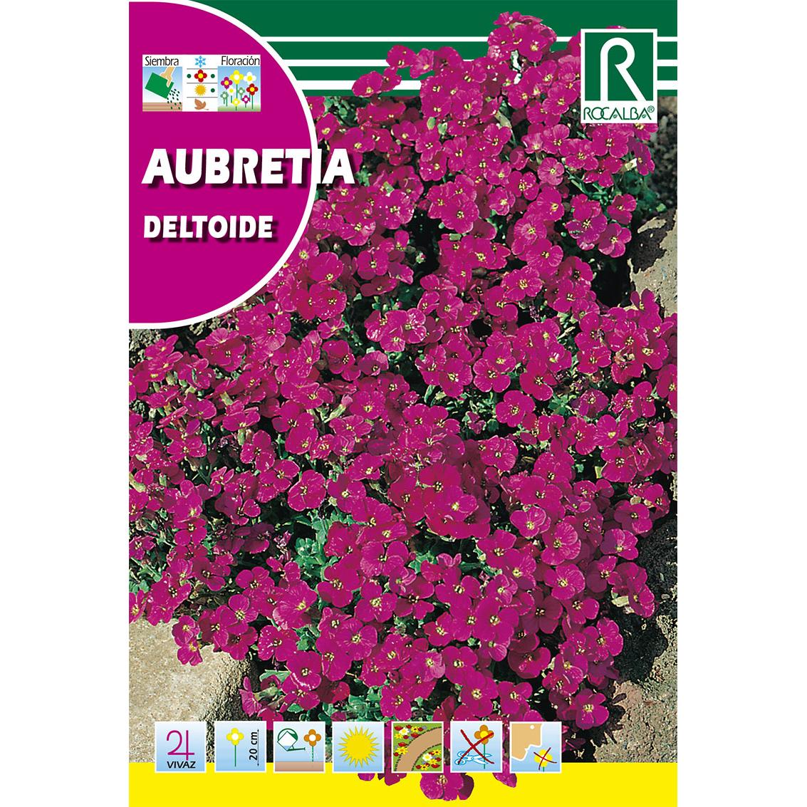 Aubretia deltoide Samen, violett-purpurfarben