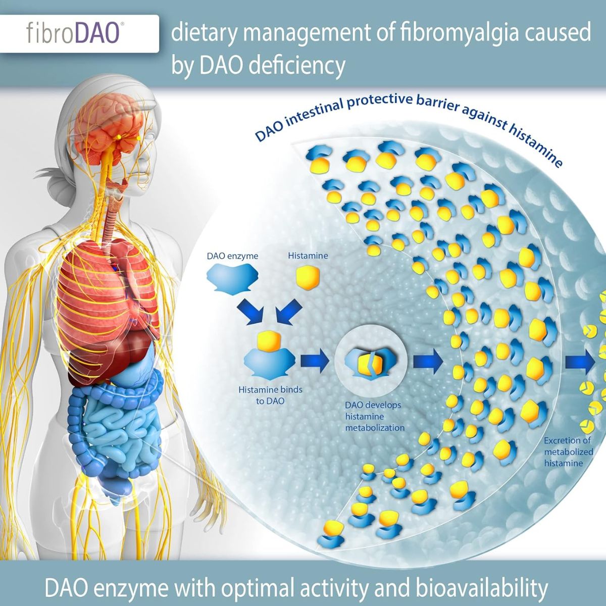 fibroDAO® 60 kapsułek z tabletkami odpornymi na działanie żołądka