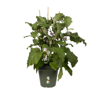 Blumentopf Green Basics Elho Grün 24 cm