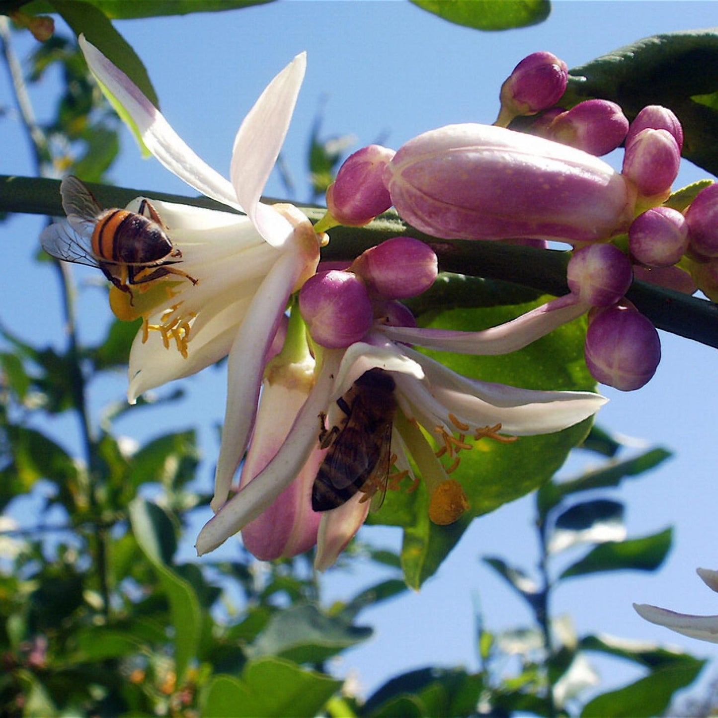 Biologische citroenhoning, Bona Mel 900 g