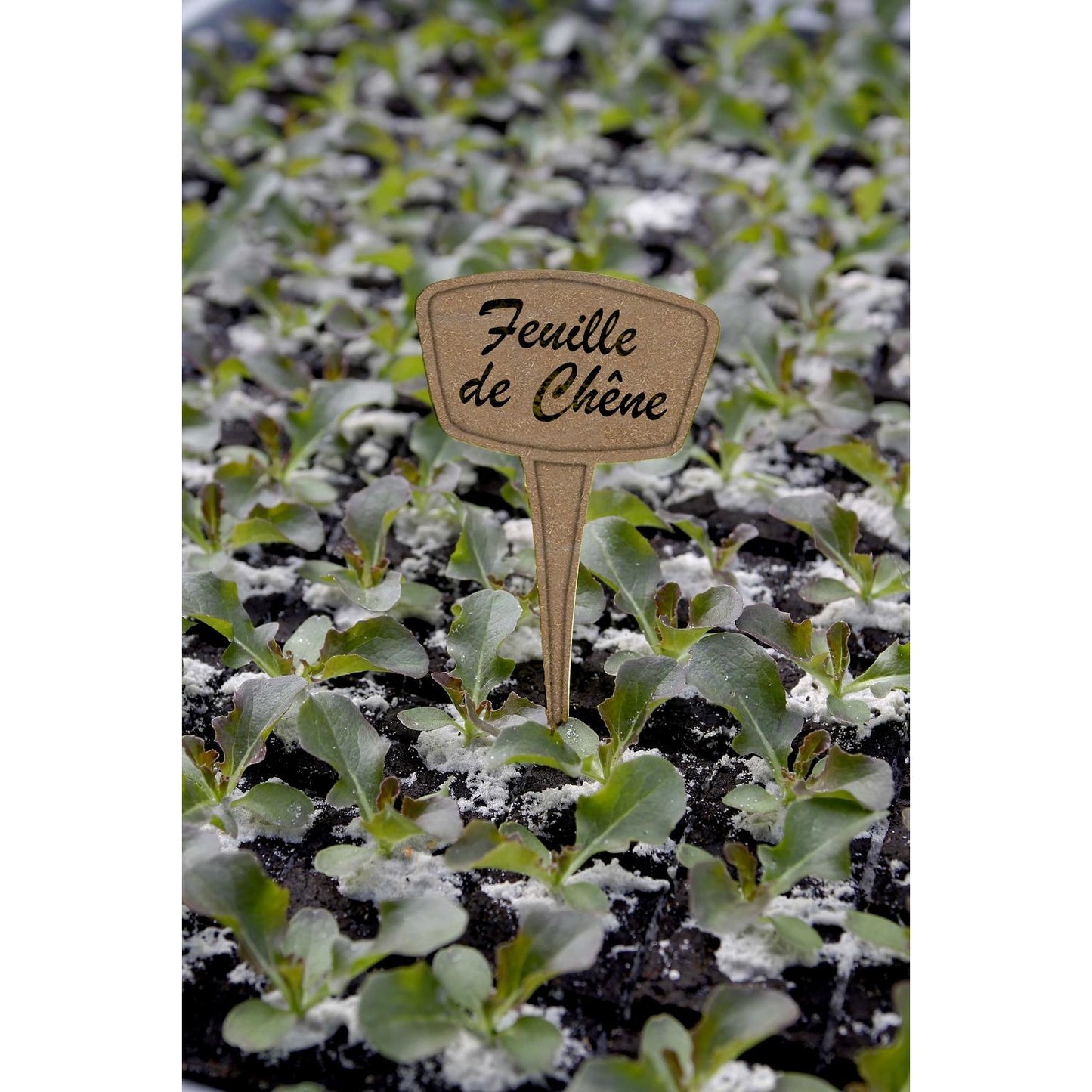 Pakket 5 plantlabels 30% Eco-vezel