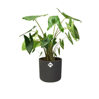 Blomkruka B.for Soft Round Elho Antracit 18 cm