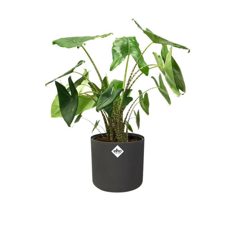 Fioriera B.for Soft Round Elho Antracite 14 cm