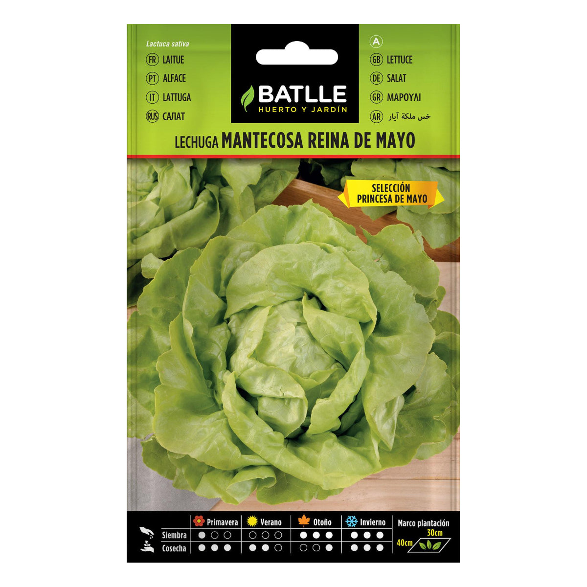 May Queen Lettuce Seeds, selected by Princesa Batlle