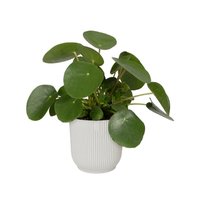 Blumentopf Vibes Fold Round Silky White Elho 30 cm