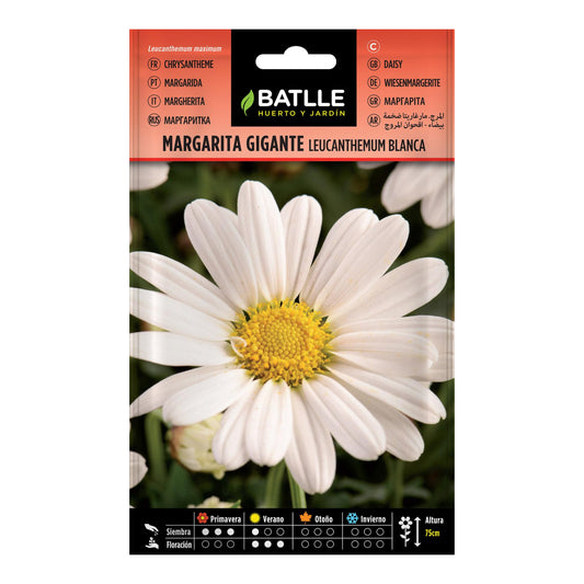 Graines de marguerite géante Batlle
