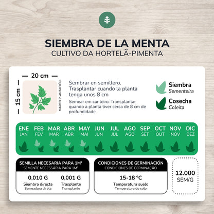 Graines bio de Menthe poivrée Planeta Huerto