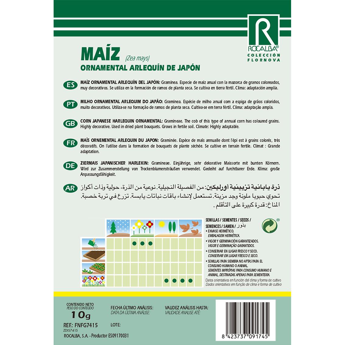 Semi di mais ornamentale arlecchino del Giappone