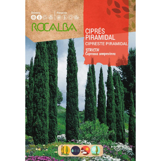 Graines de cyprès pyramidalis Cyprès sempervire