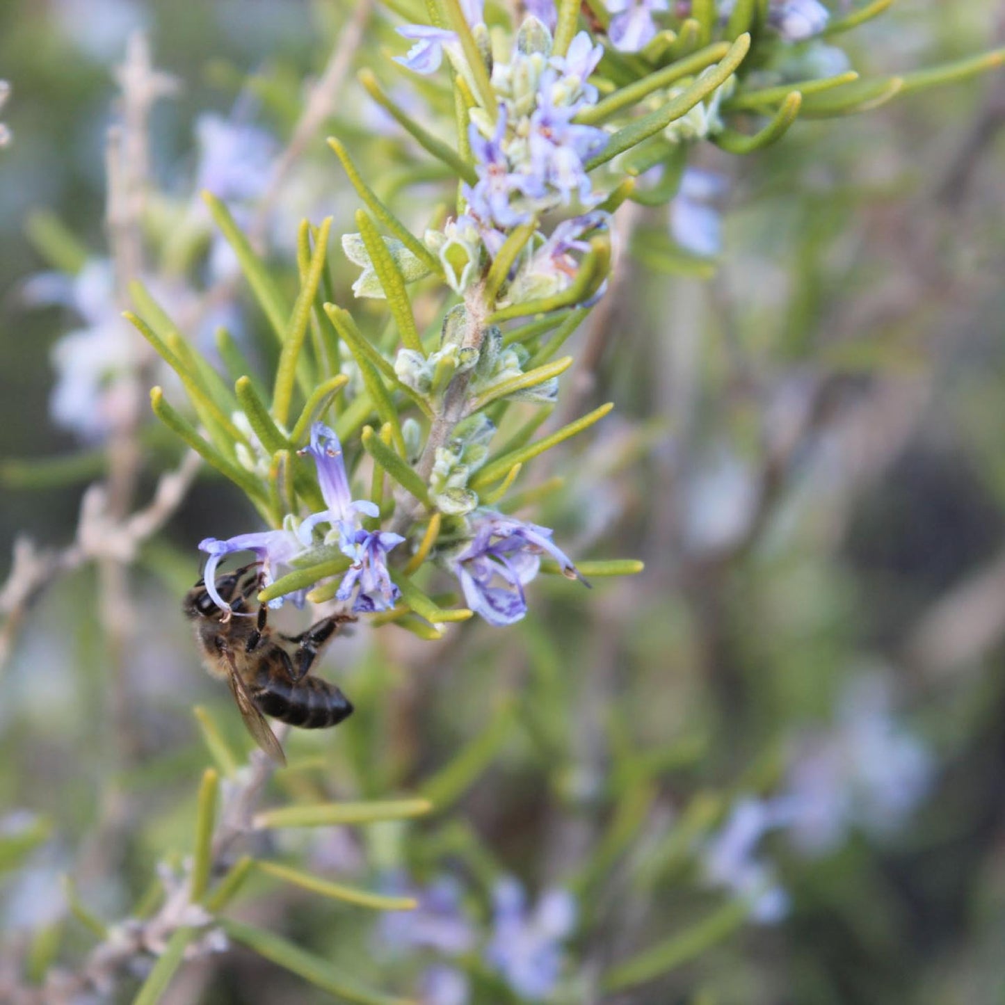 Miel de romarin biologique Bona Mel 450 g