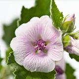 Windelcreme Malva Blanca für atopische Haut Weleda, 50 ml