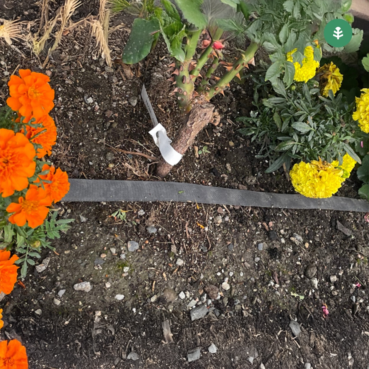 Tuin Planeta Huerto afscheidingsrol 25 m