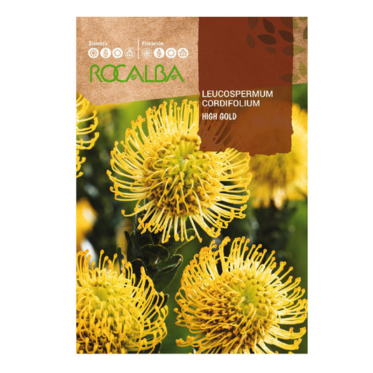 Graines de Protea Leucospermum cordifolium, Rocalba