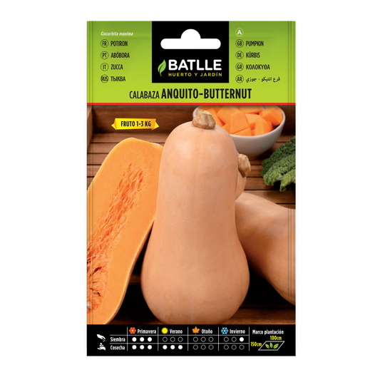 Graines de courge Anquito-Butternut Batlle