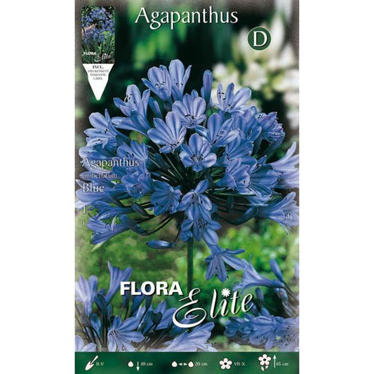 Blue Agapanthus bulb 1 pc