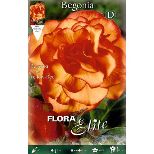 Begonia Double Picotte-lökar, 3 st