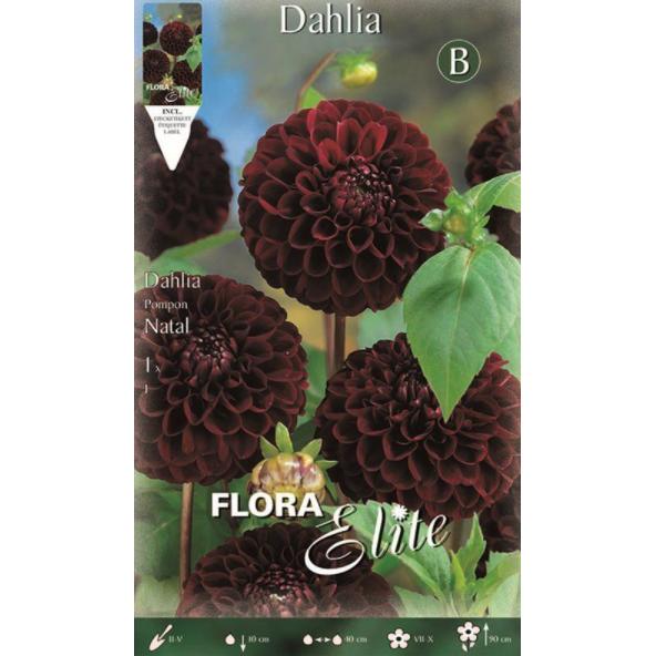 Dahlia Pom Pom-lök, svart Natal 1 st