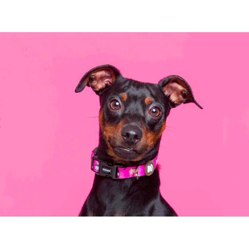 Obroża dla psa DOGTELLA Dukier L