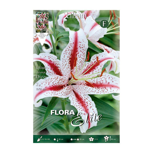 Bulbo Lilium Oriental Dizzy  2 uds
