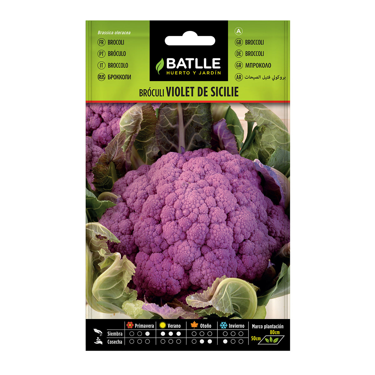 Brokkolisamen Violet von Sicile Batlle