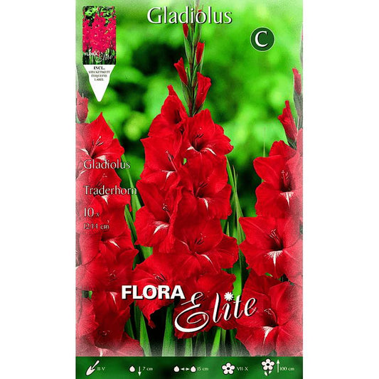 Gladioluslökar, röda med vita knoppar, 10 st