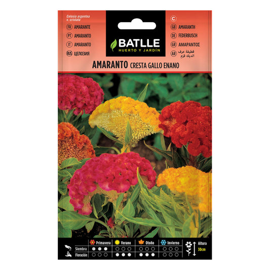 Graines d'amarante crête de coq nain Batlle