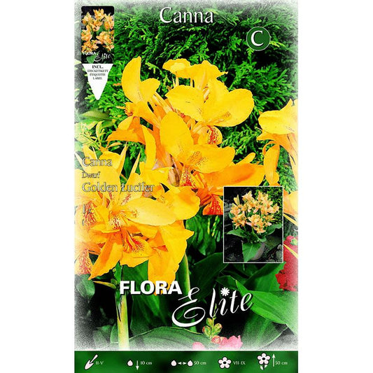 Gul Canna-lök med orange blommor och gröna blad, 1 st