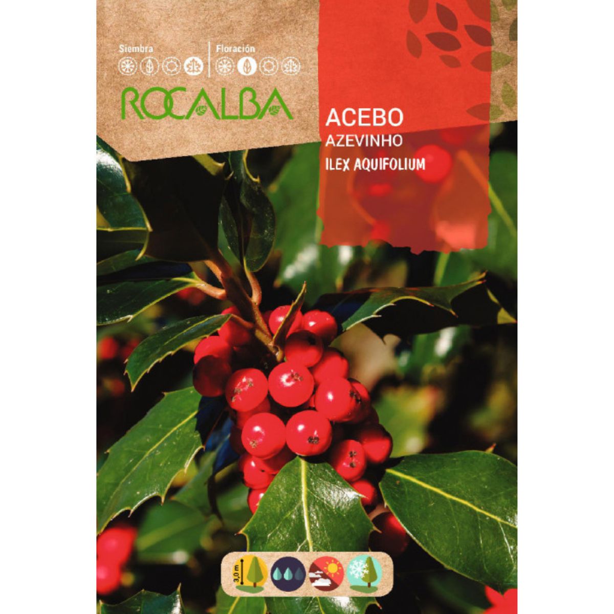 Stechpalmen-Samen Ilex aquifolium
