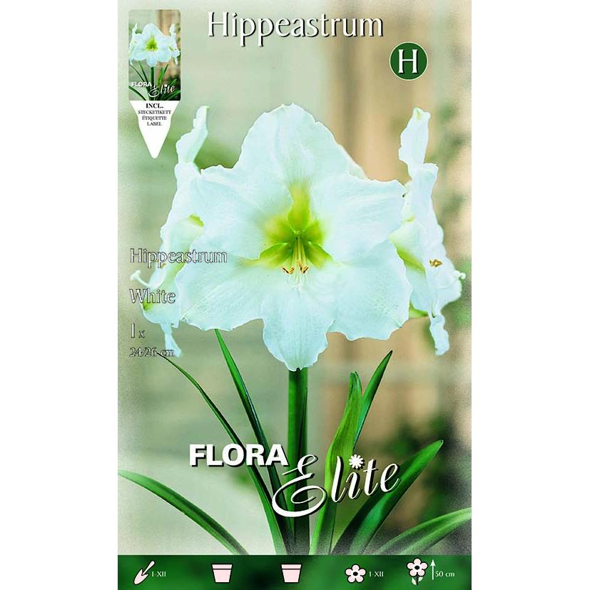 Weiße Amaryllis-Zwiebel 1 Stück