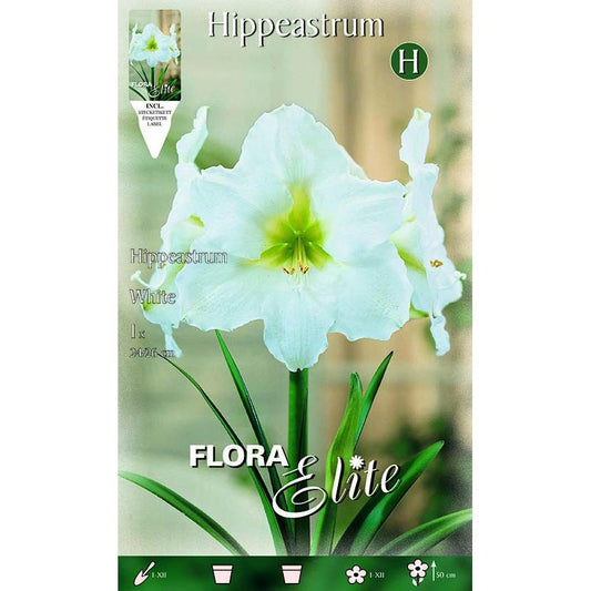 White Amaryllis Bulb 1 pc