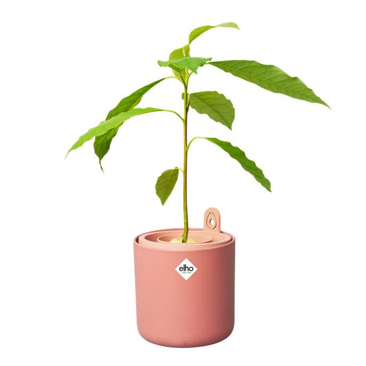 Maceta germinadora de aguacates Amazing Avocado Elho Terra