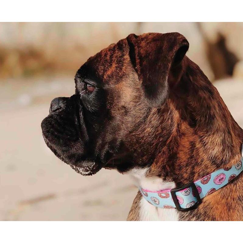 Hondenhalsband CUPCAKES Dukier - Maat XS XS