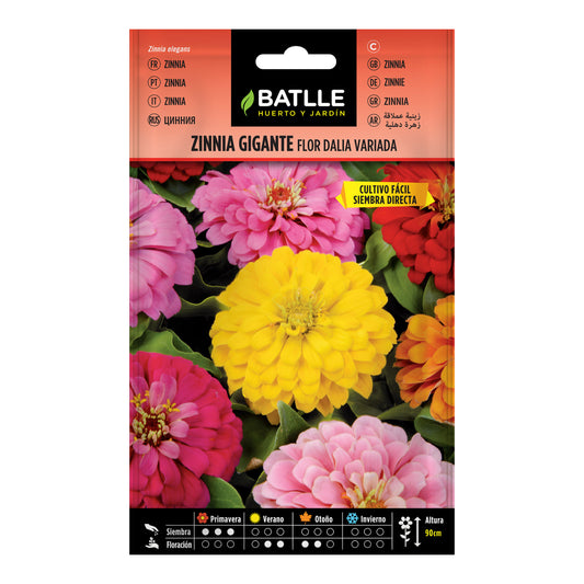 Graines de zinnia géant fleur dahlia variée Batlle