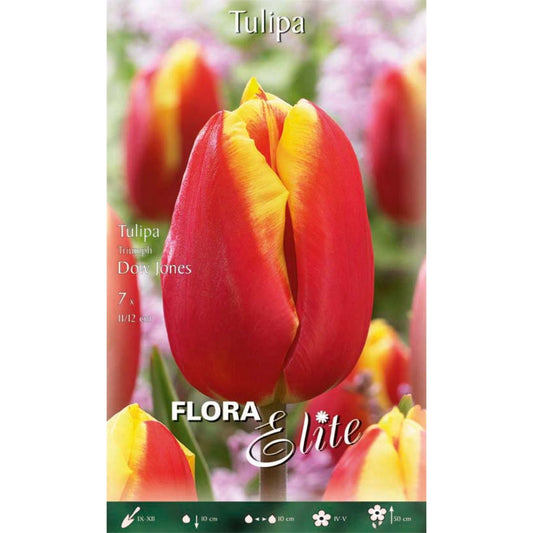 Bulbos Tulipán rojo borde amarillo 7 uds
