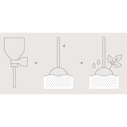 Desery Garden Lollipop nasiona